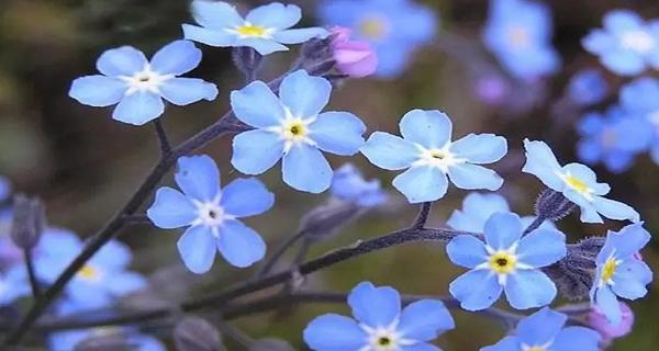虚幻世界中的花语（以蓝色妖姬为代表的花语之谜）