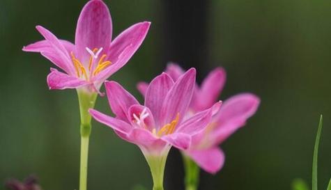 花语虚伪之花的真假（揭秘花朵虚伪背后的真相）