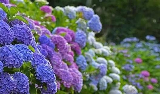 永不再见的花语之红色玫瑰（花语中的永恒告别）
