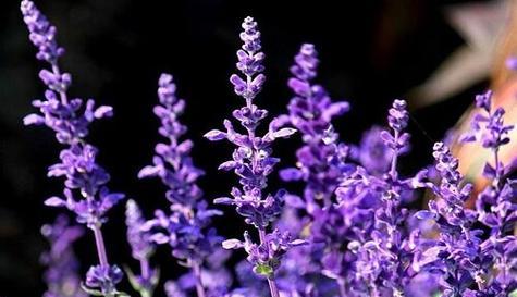 以玫瑰花的花语为主题的文章（永远爱你-用花语表达深情）