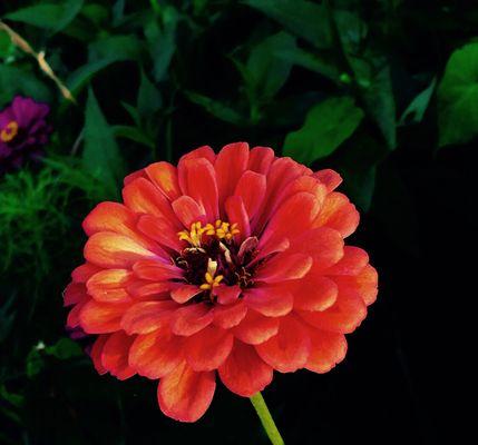 友情长久的花语——以百合花为主题（百合花语传递友谊长久与真挚）