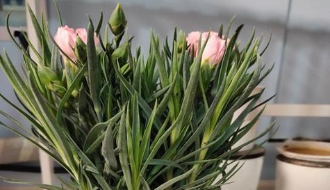 以康乃馨花的花语为主题的文章（早日康复的愿望）