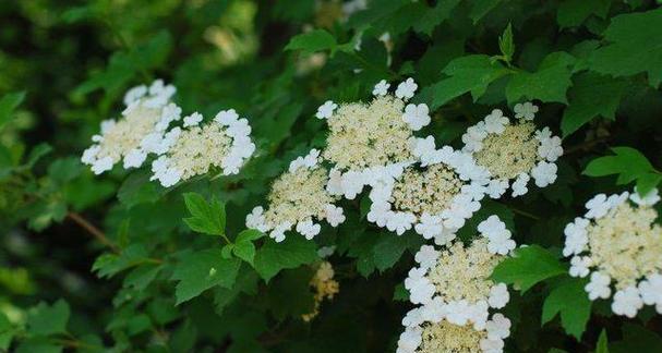 责任之花（百合花承担责任的象征与意义）