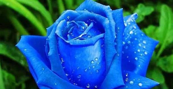 以玫瑰花为主题的至死不渝的爱（红玫瑰诠释一生承诺）