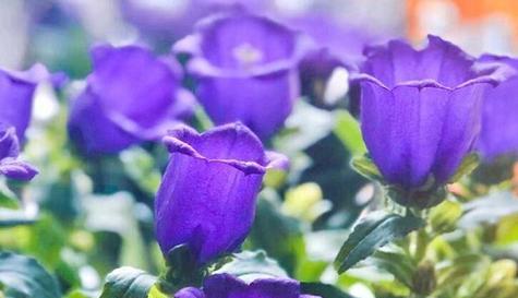 重逢之花（她的微笑迎接重逢的温暖阳光）