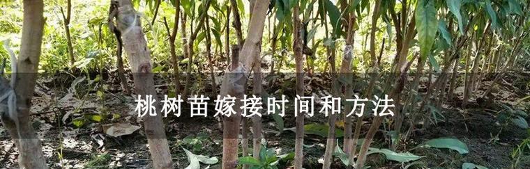 嫁接技术丨探秘什么树可以作为桃树的主干（桃树嫁接详解）