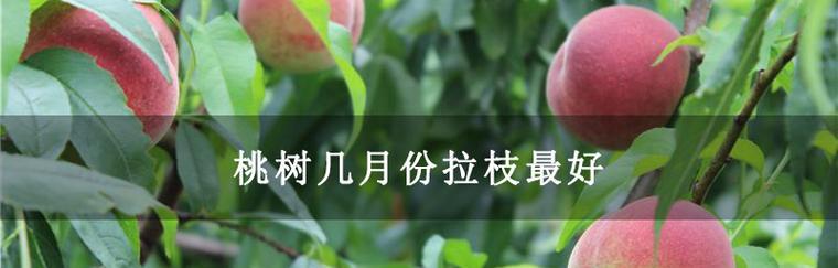 探究桃树扦插几年结果的奥秘（揭示桃树扦插成果形成的过程及管理技巧）