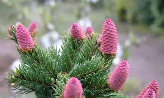 松树开花的意义及象征寓意（探索松树开花的奇妙世界）