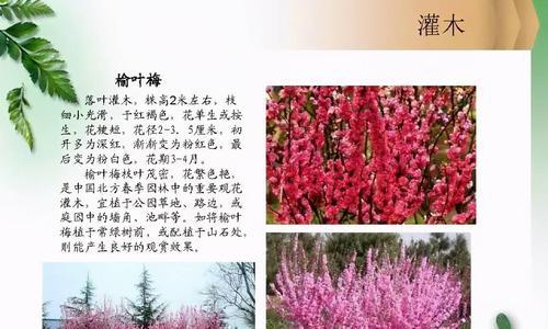 核桃树究竟是乔木还是灌木（植物分类的迷局与探究）