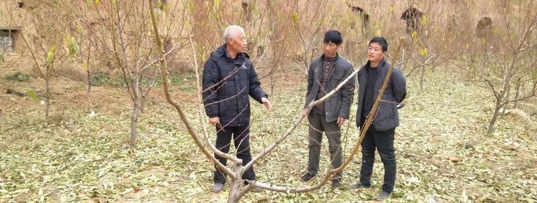 拥有美丽桃花的技巧——怎样正确修剪桃树（学习桃树修剪技巧）