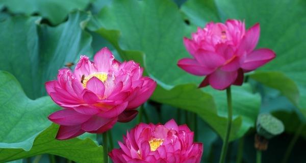 碗莲的花语和寓意（探索碗莲的美丽花语）