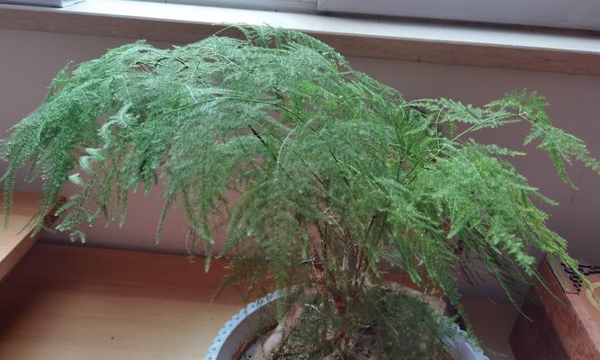 文竹开花时间与寓意（探寻文竹花开之秘——从开花时间与寓意看文竹的独特魅力）
