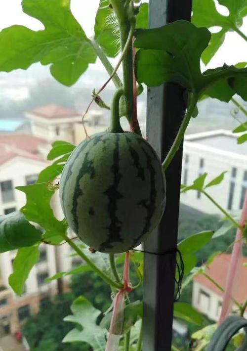 西瓜的象征意义与特殊含义（解读西瓜代表的文化符号与心理象征）