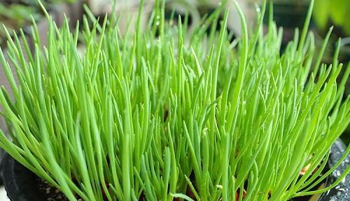 淘米水可以浇菜吗（浇菜的正确方法）