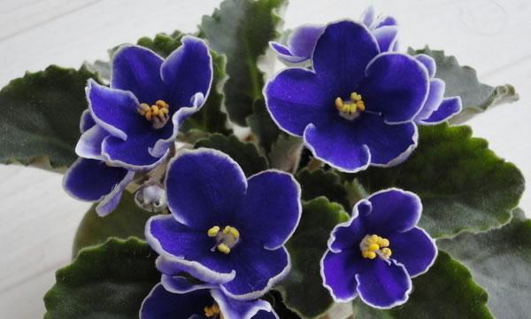 紫罗兰的花语及其意义（探究紫罗兰所代表的各种寓意）