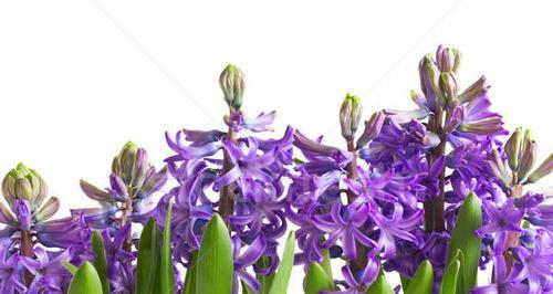 紫色风信子的花语（探寻紫色风信子的花语）