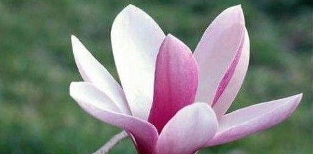 紫玉兰花语（紫玉兰）