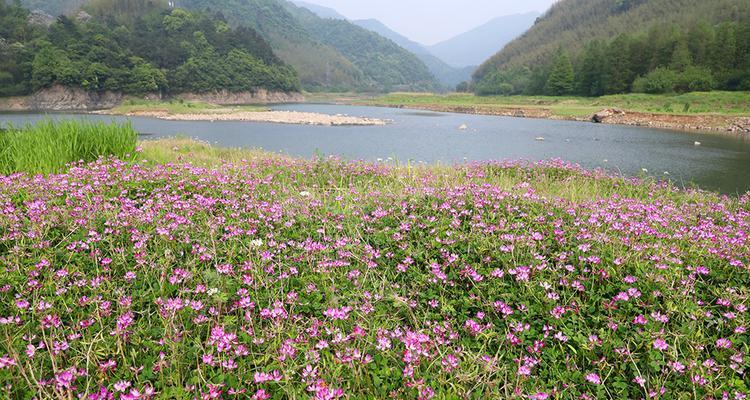 紫云英的花语（绽放幸福的紫色花朵）