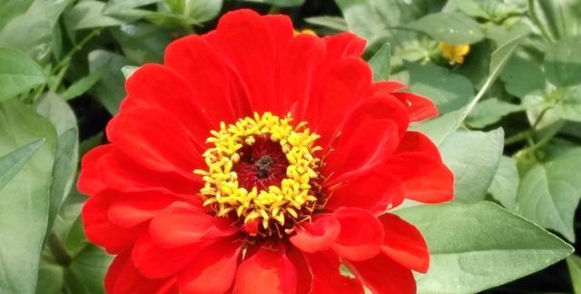 友情花开，永恒不败（以花为媒）