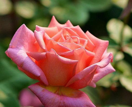 白色月季花的花语与象征意义（探索纯洁与希望的花海）