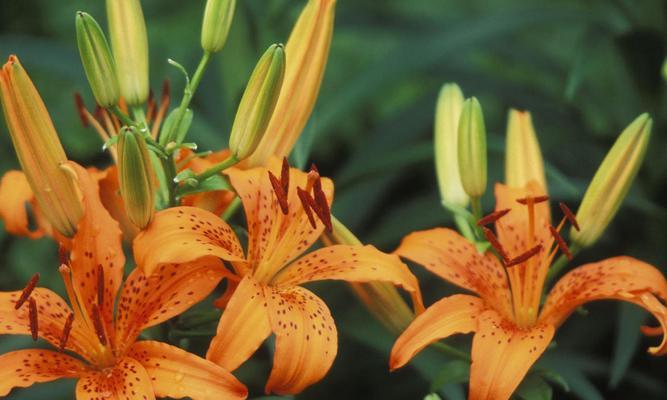 百合花语之爱的象征（用百合花表达爱意）