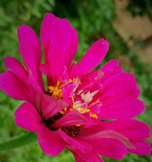 百日草的花语——传递爱与希望（百日草的美丽与意义）