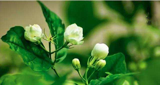 非洲茉莉花的花语与寓意（解读非洲茉莉花的深刻内涵）