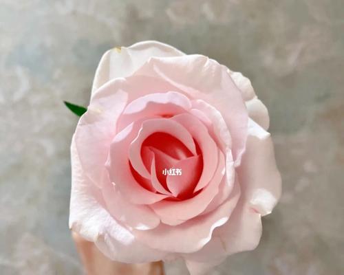 以粉佳人的花语是什么（揭开粉佳人的秘密花语）