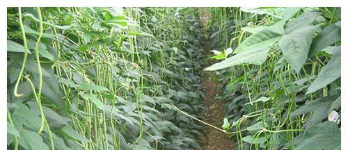 如何成功种植豆角（从时间到技术）