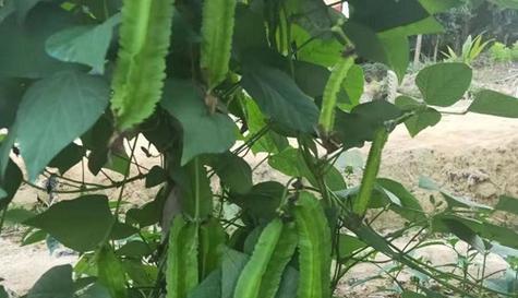 豆类植物的种类和食用价值（探究世界各地常见的豆类植物及其营养成分）