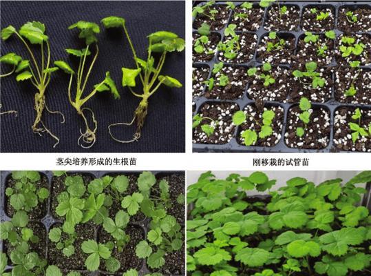 豆苗的育苗时间和方法详解（最佳种植季节和科学育苗技巧）