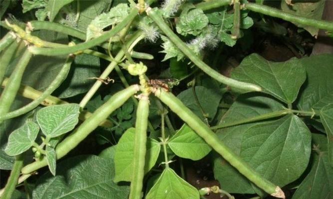 探究豆类植物——大豆属植物（了解豆的分类）