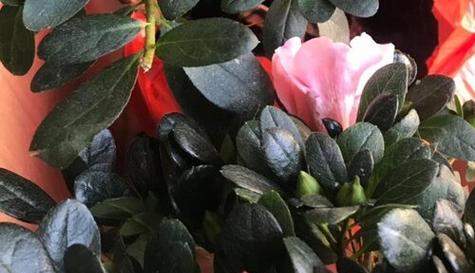 杜鹃花的休眠期处理方法（如何让杜鹃花度过休眠期）