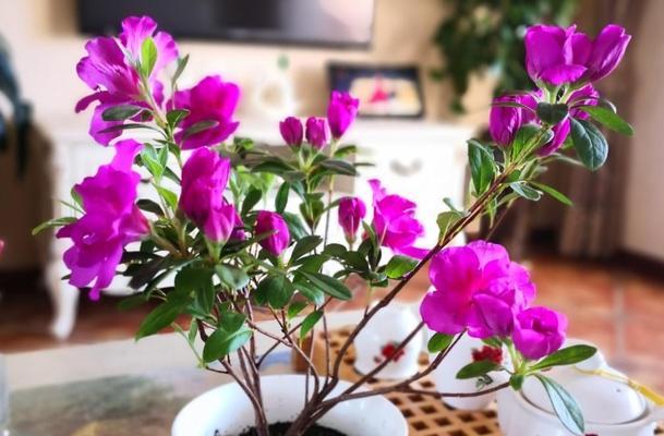 杜鹃花的浇水方法（正确浇水能让杜鹃花更加绚烂）