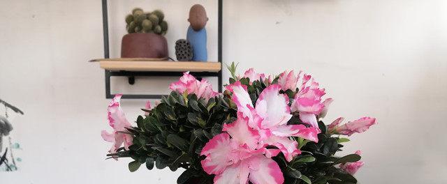 杜鹃花水培指南（如何在家中水培杜鹃花）