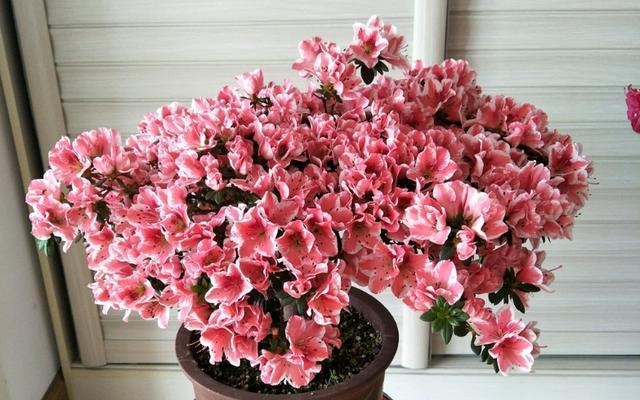 杜鹃花换盆完全指南（春季换盆最佳）