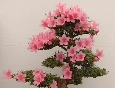 杜鹃花的剪枝时间及技巧（掌握剪枝技巧）