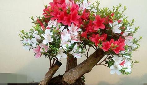 如何科学配制杜鹃花土（杜鹃花土配制的全面指南）