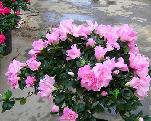 杜鹃花的生长习性探究（探究杜鹃花喜阴还是喜阳光）