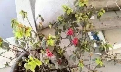 如何正确换土杜鹃（杜鹃换土时间和方法全解析）