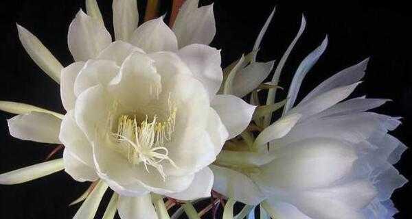 昙花的花语和象征意义（探索昙花的神秘花语与寓意）