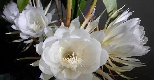 昙花的花语和象征意义（探索昙花的神秘花语与寓意）