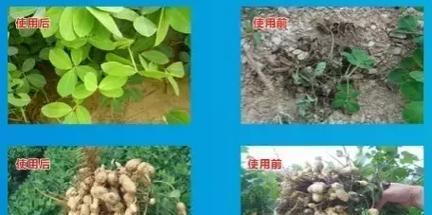 如何科学打好花生农药（选对农药是关键）