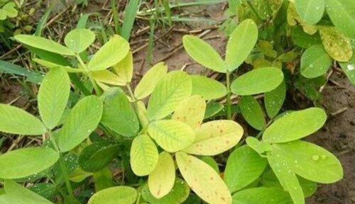 花生的药用价值（探究花生的功效与药用方法）