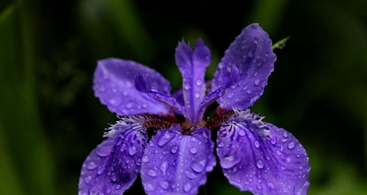鸢尾花语（揭秘鸢尾花的花语与象征意义）