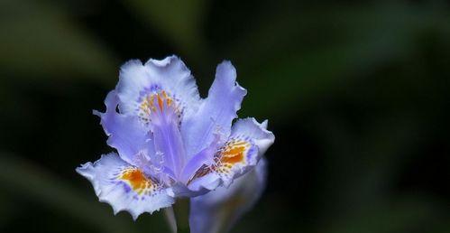 鸢尾花语（揭秘鸢尾花的花语与象征意义）