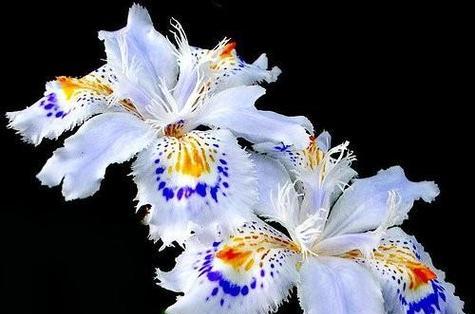 鸢尾花（探寻鸢尾花的花语与象征）