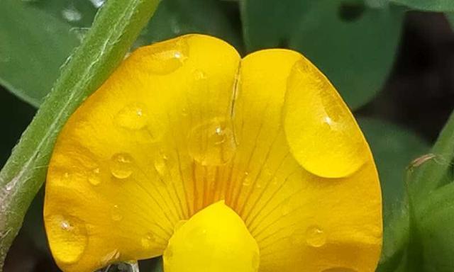 探秘花生花的奥秘（颜色、形状、特点）