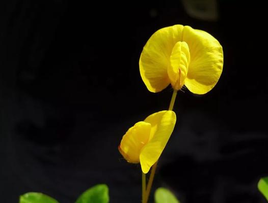 探秘花生花的奥秘（颜色、形状、特点）