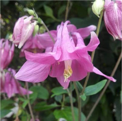 耧斗菜的花语与寓意（传说故事中的耧斗菜）